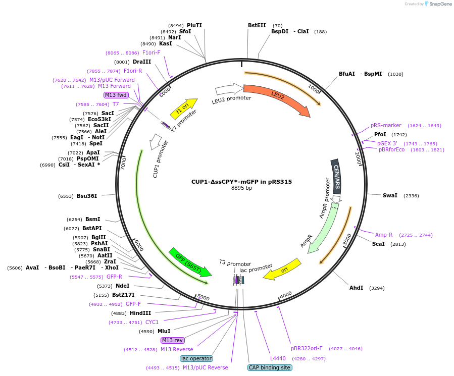 221158-plasmid-map-sequence-id-450962