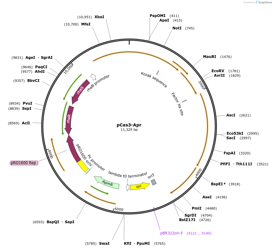 208000-plasmid-map-sequence-id-450963