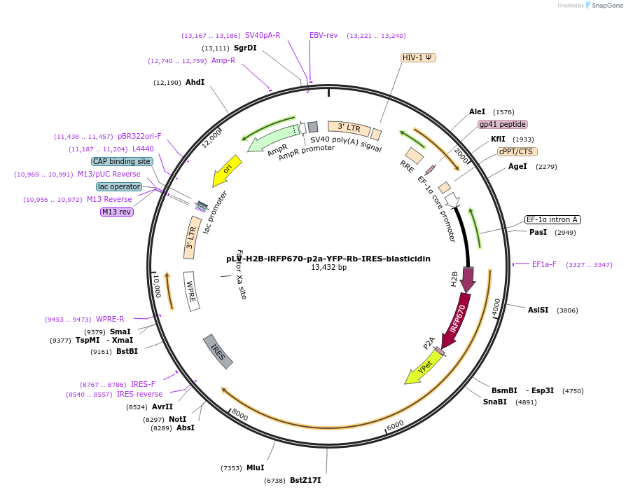223962-plasmid-map-sequence-id-450971