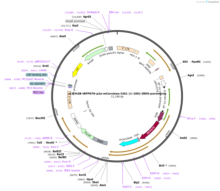 223965-plasmid-map-sequence-id-450978