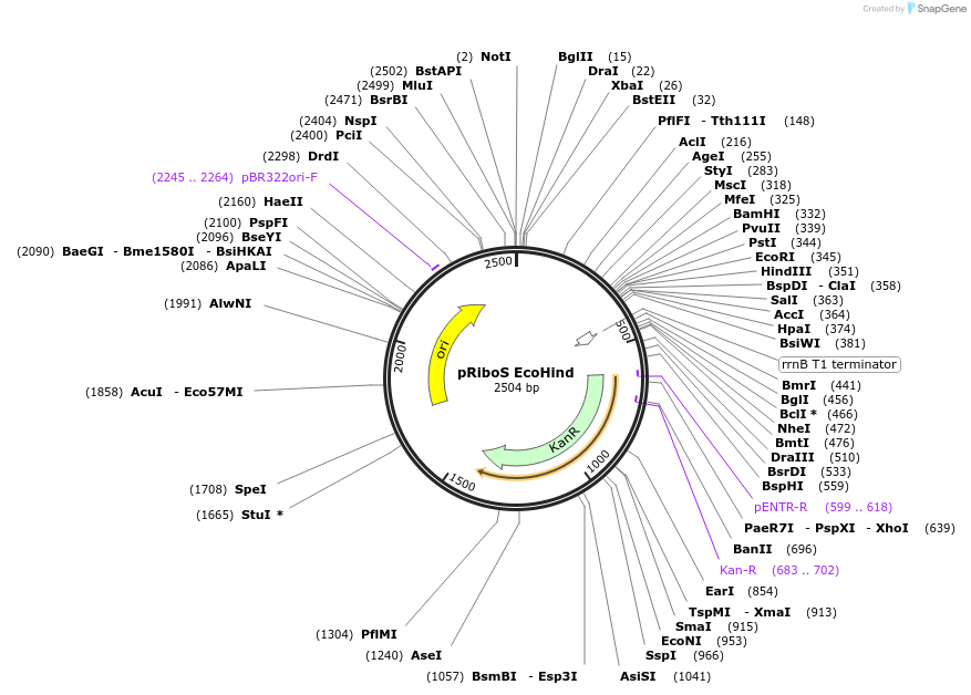 36254-plasmid-map-sequence-id-45098