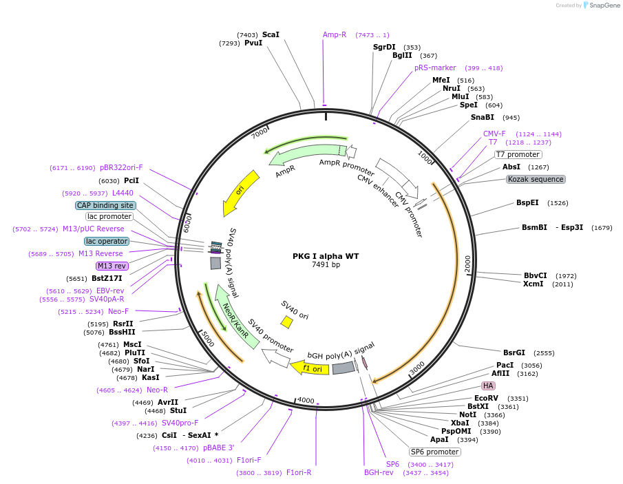 16390-plasmid-map-sequence-id-450986