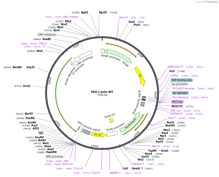 16394-plasmid-map-sequence-id-450989