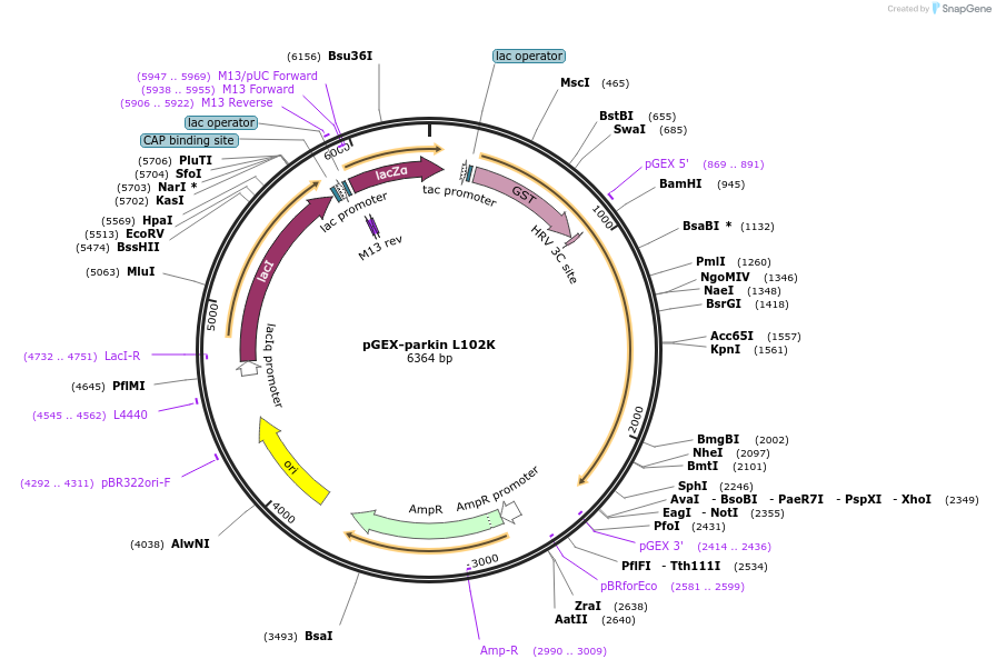 227359-plasmid-map-sequence-id-450993