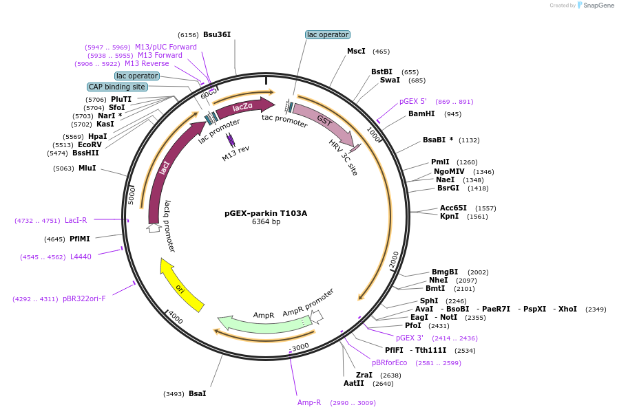 227360-plasmid-map-sequence-id-450995