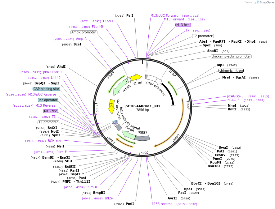 79011-plasmid-map-sequence-id-451002