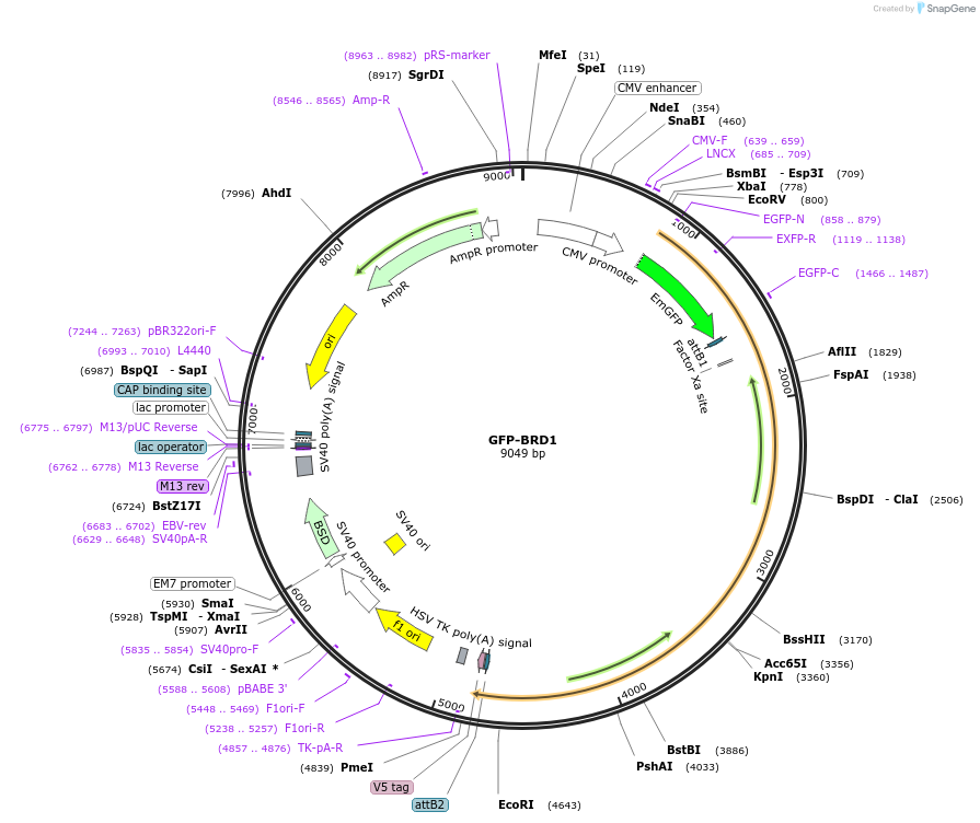 65375-plasmid-map-sequence-id-451004