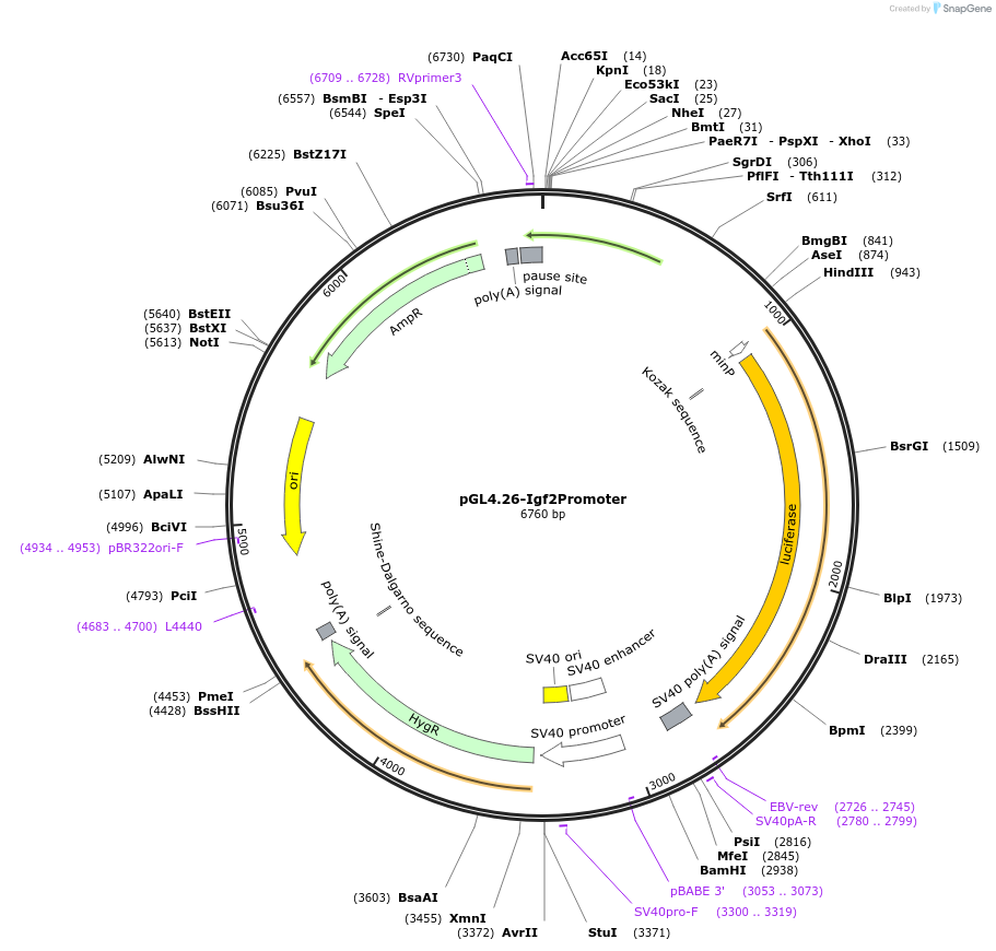 228060-plasmid-map-sequence-id-451020