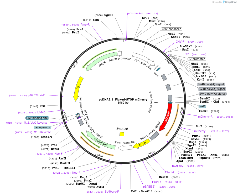 122963-plasmid-map-sequence-id-451025