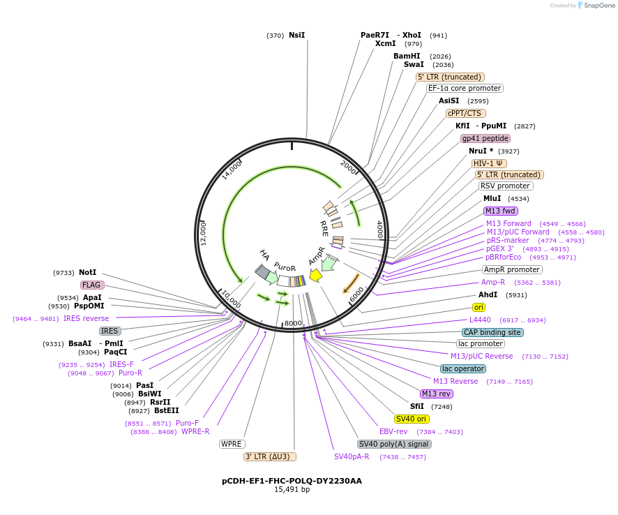 64878-plasmid-map-sequence-id-451027