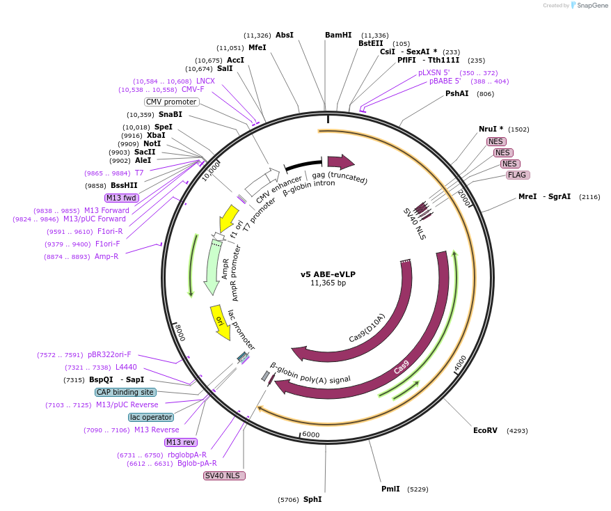 228467-plasmid-map-sequence-id-451030