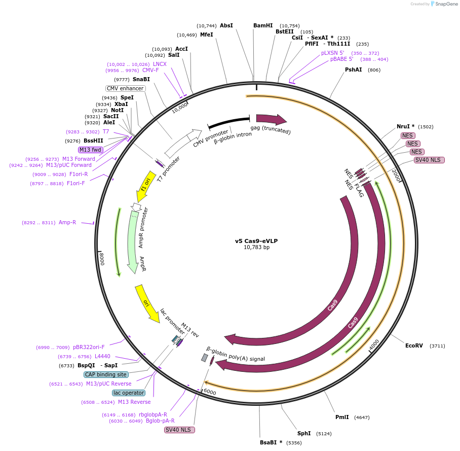 228468-plasmid-map-sequence-id-451031