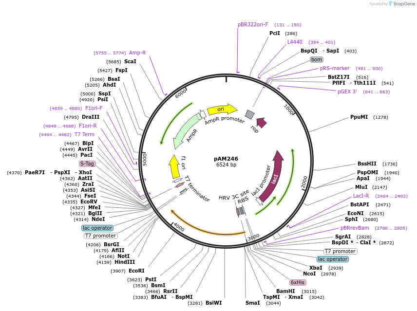 226890-plasmid-map-sequence-id-451034