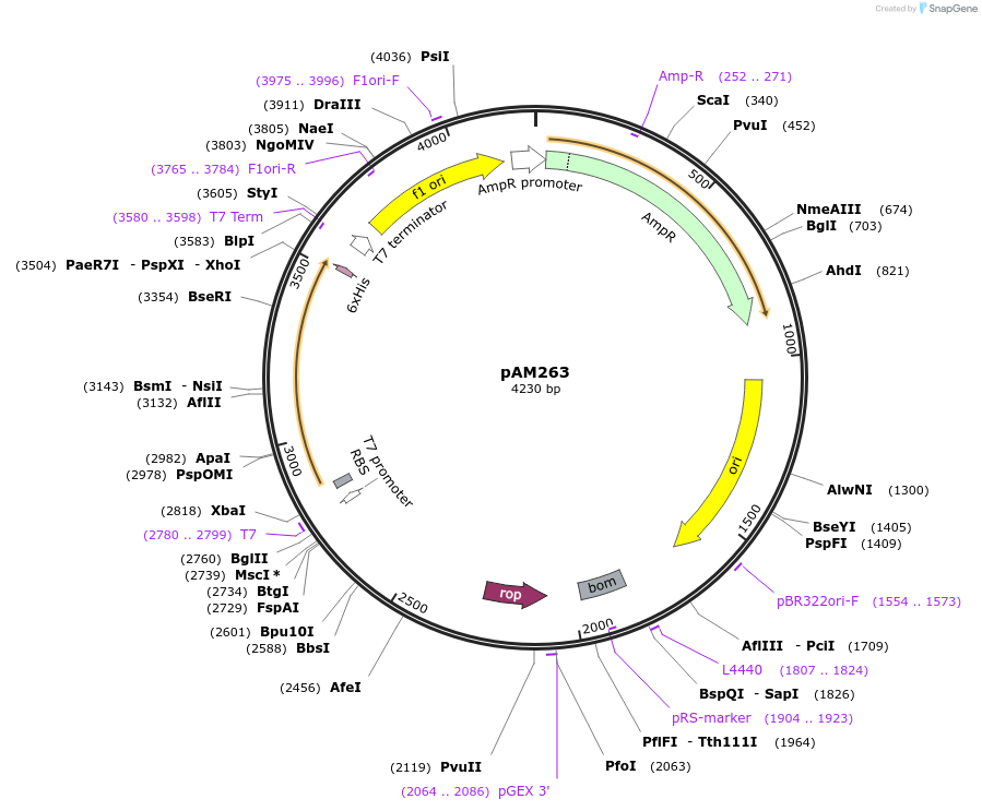 226907-plasmid-map-sequence-id-451044