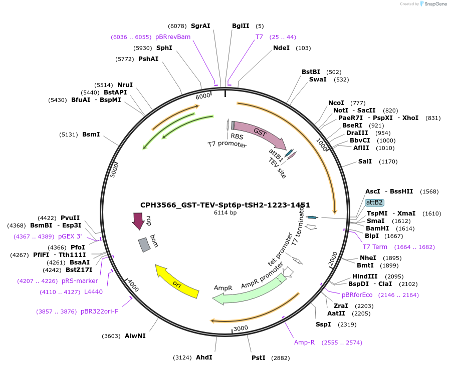 227085-plasmid-map-sequence-id-451055