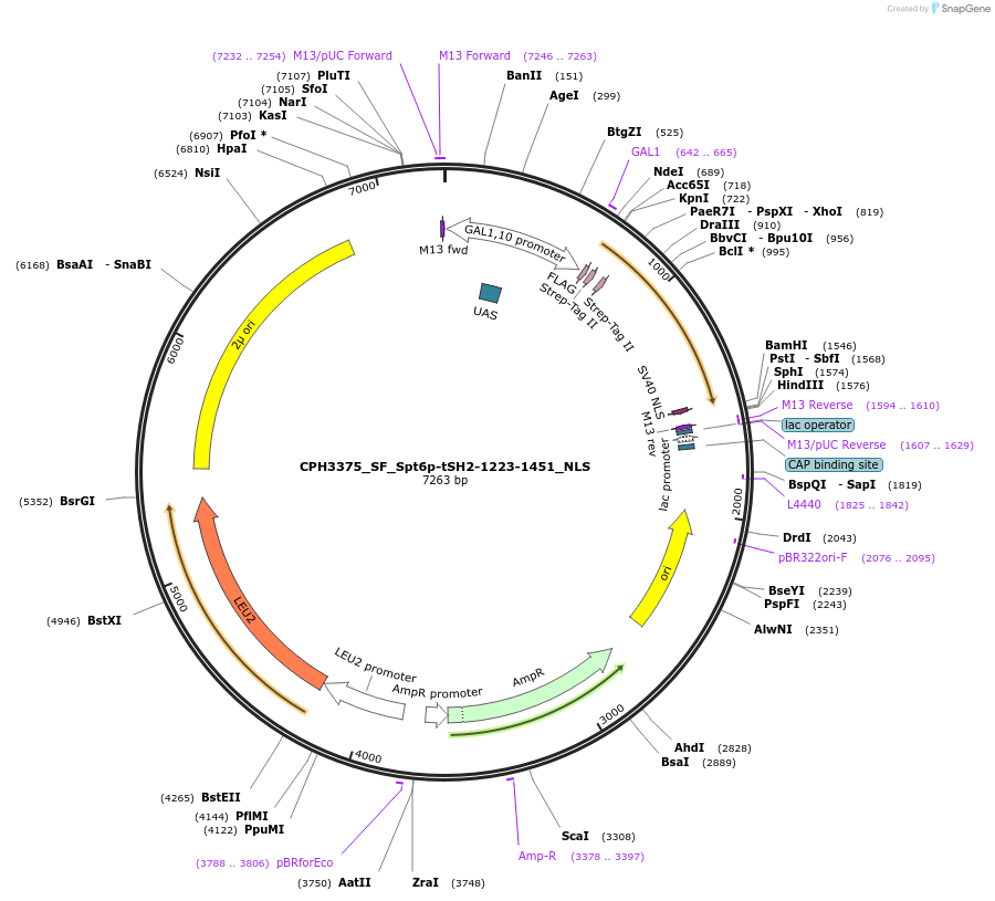 227084-plasmid-map-sequence-id-451056