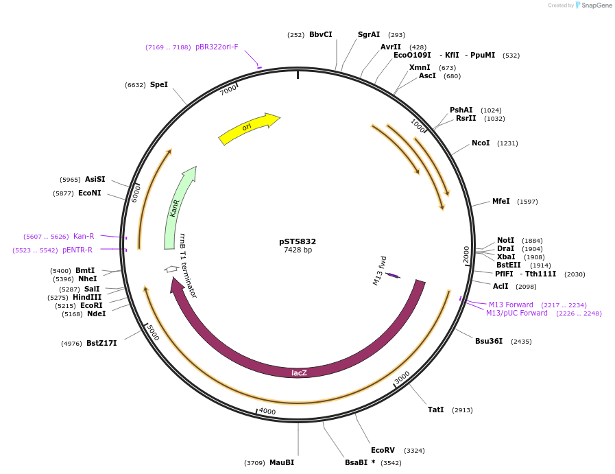 36256-plasmid-map-sequence-id-45110