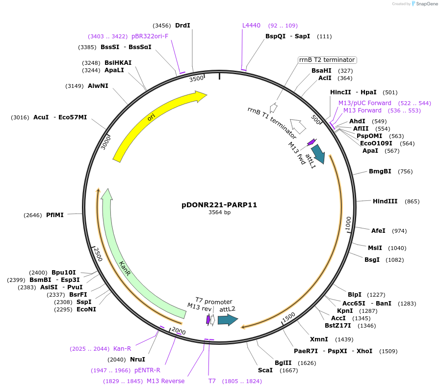 184469-plasmid-map-sequence-id-451125