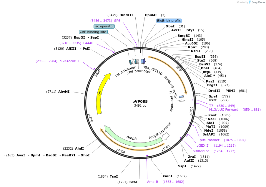 222037-plasmid-map-sequence-id-451137