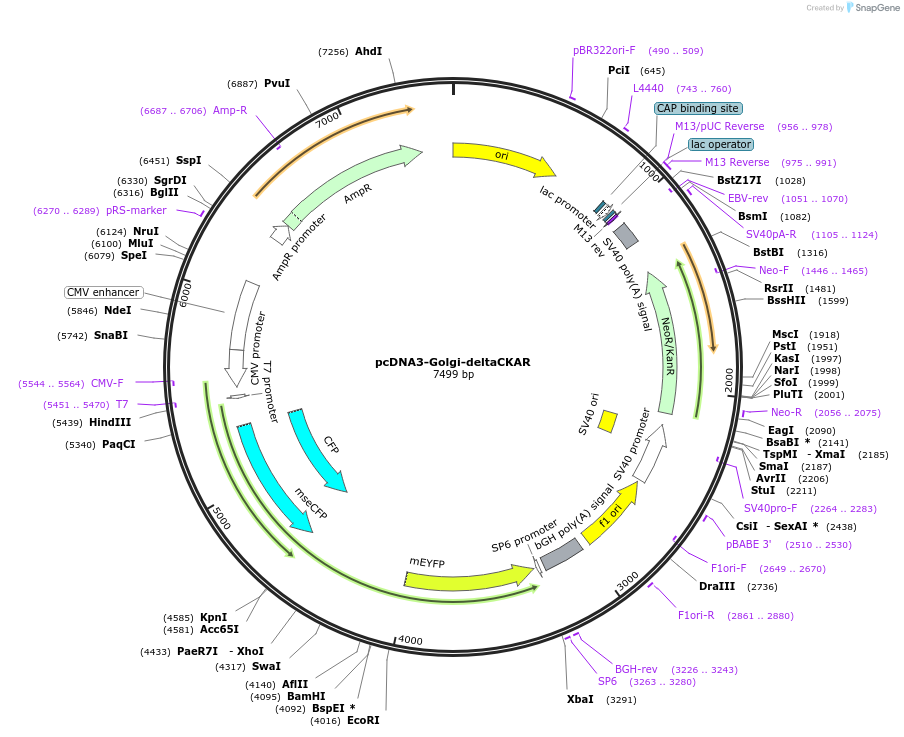 222428-plasmid-map-sequence-id-451173