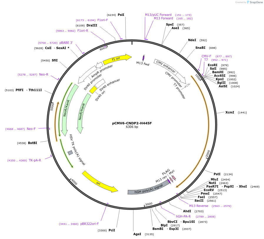 226723-plasmid-map-sequence-id-451195