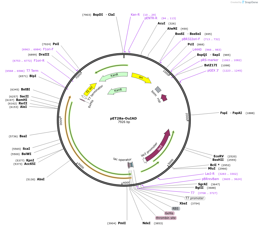 226967-plasmid-map-sequence-id-451204