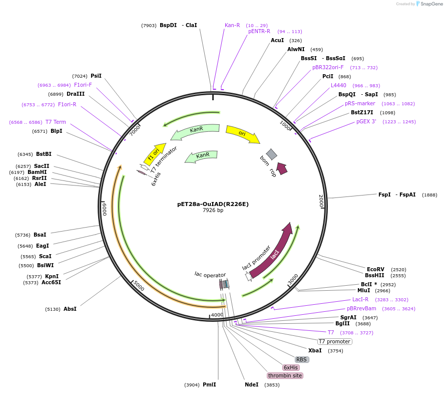 226974-plasmid-map-sequence-id-451211