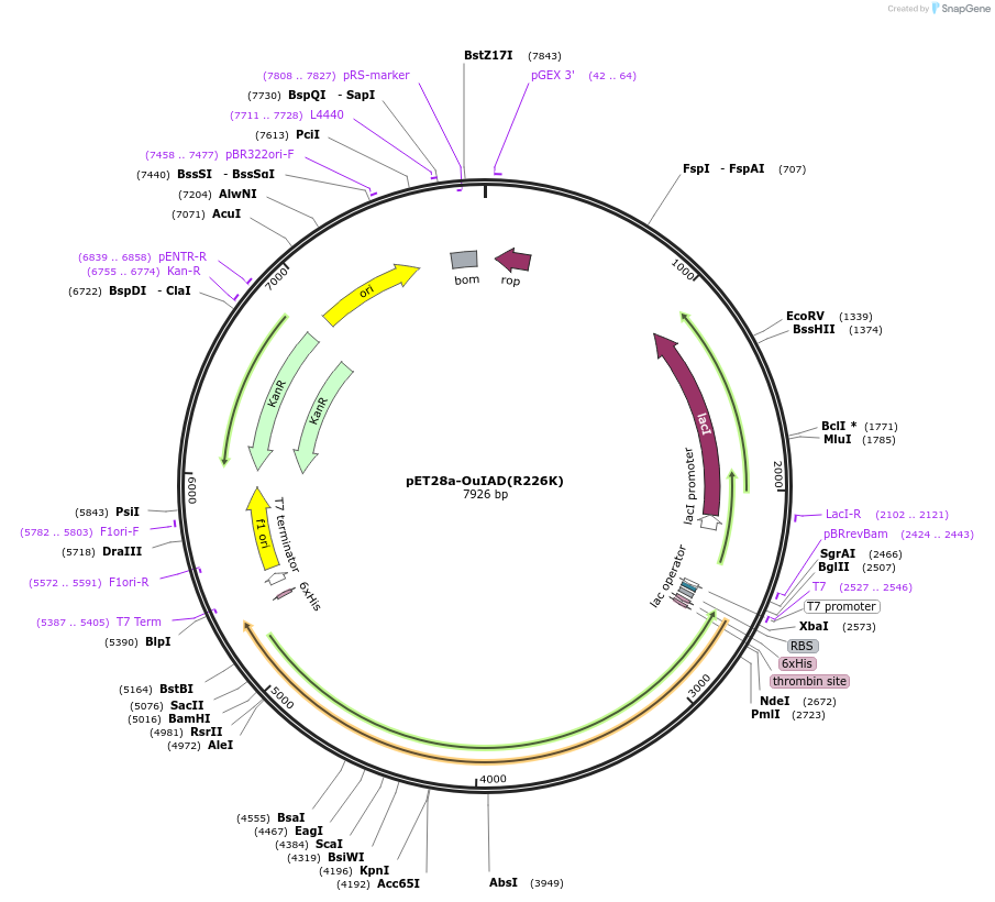 226976-plasmid-map-sequence-id-451213