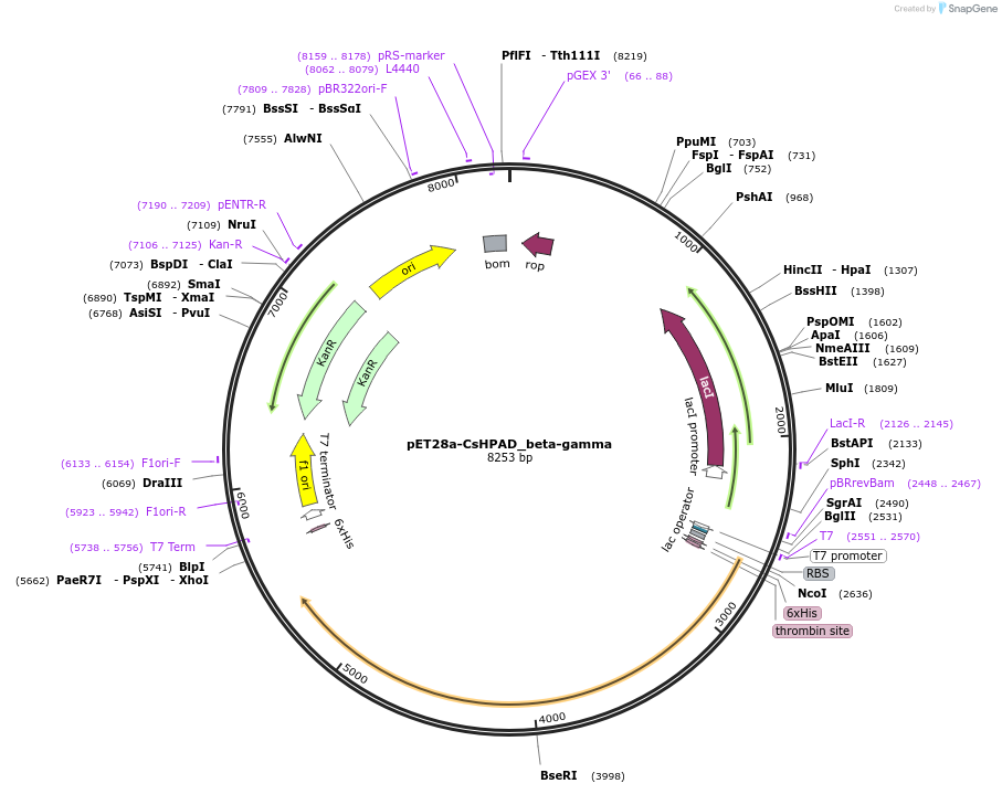 226981-plasmid-map-sequence-id-451218