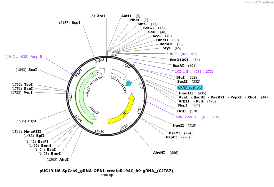 226988-plasmid-map-sequence-id-451247