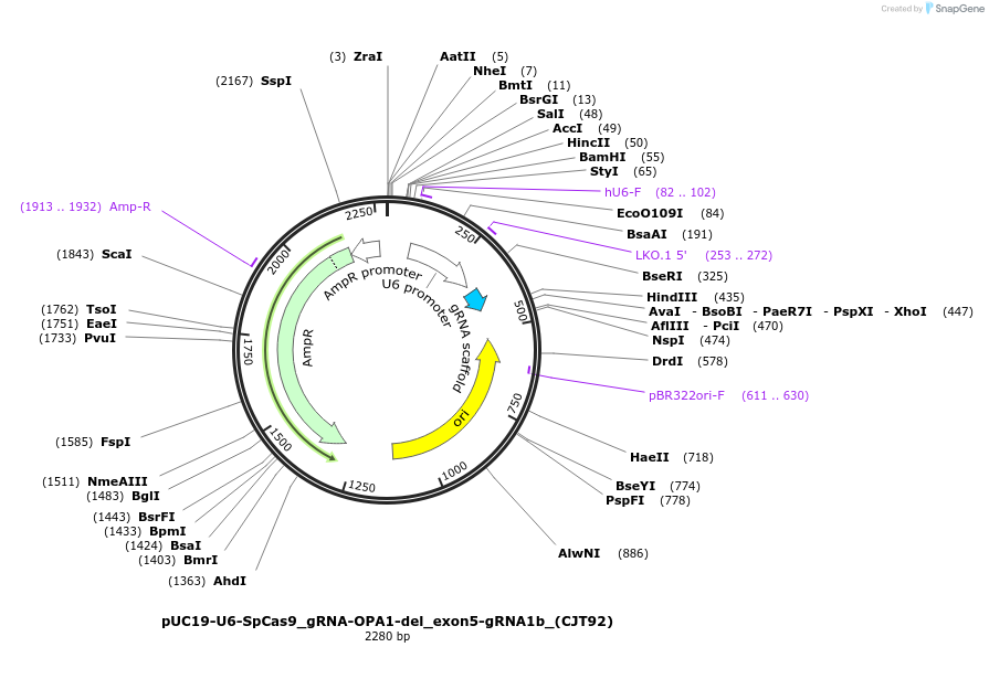 226990-plasmid-map-sequence-id-451250