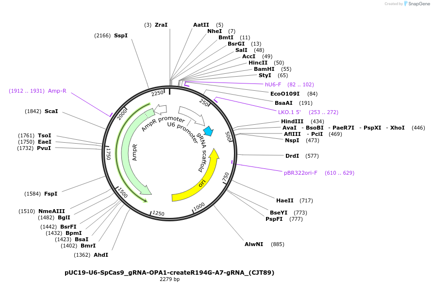 226986-plasmid-map-sequence-id-451252