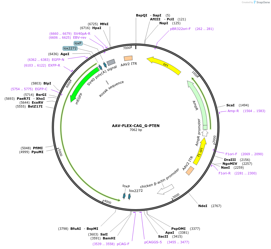 227438-plasmid-map-sequence-id-451256