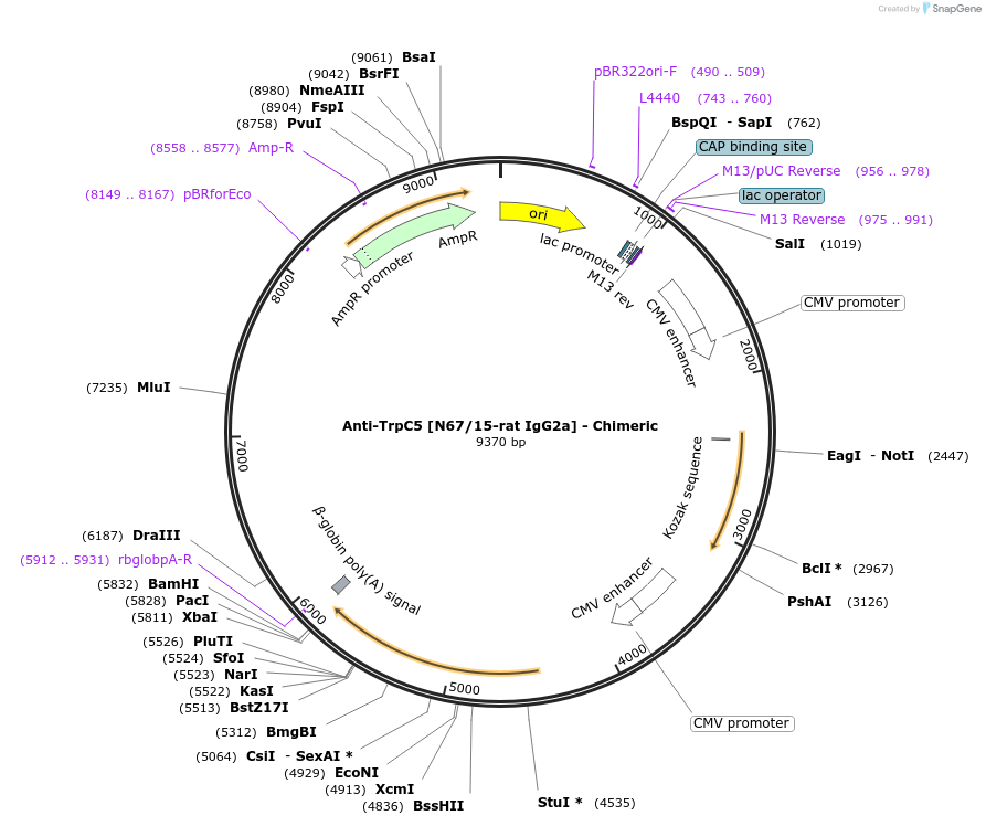 227079-plasmid-map-sequence-id-451257