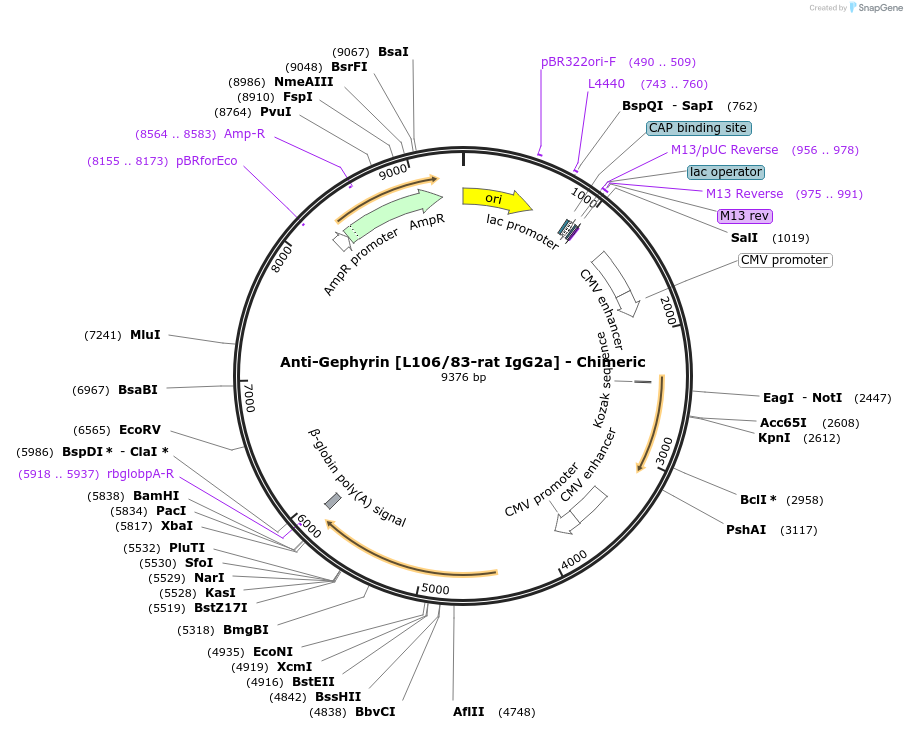 227048-plasmid-map-sequence-id-451258