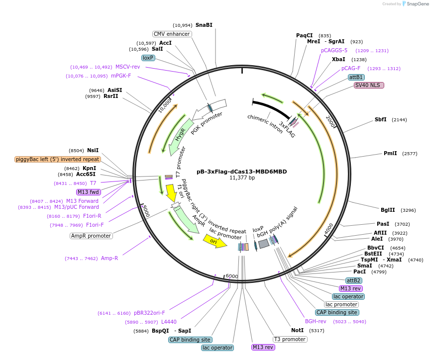 228233-plasmid-map-sequence-id-451263