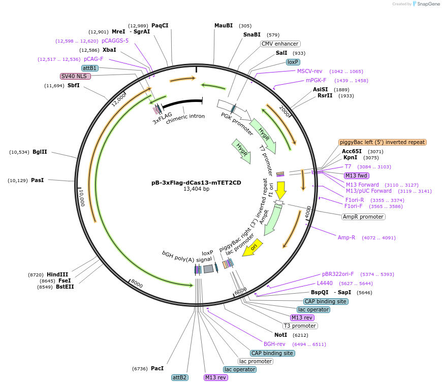 228234-plasmid-map-sequence-id-451264