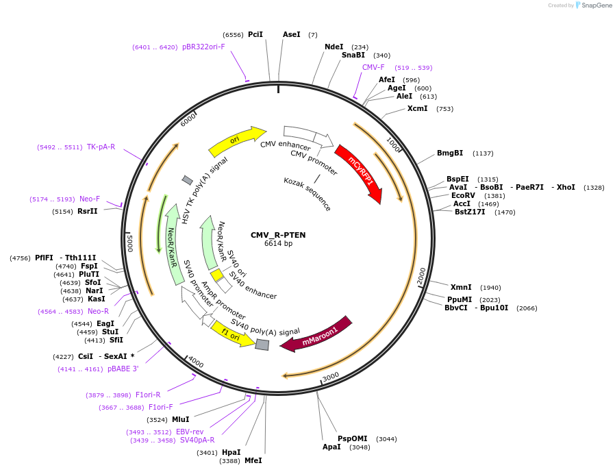 227433-plasmid-map-sequence-id-451269