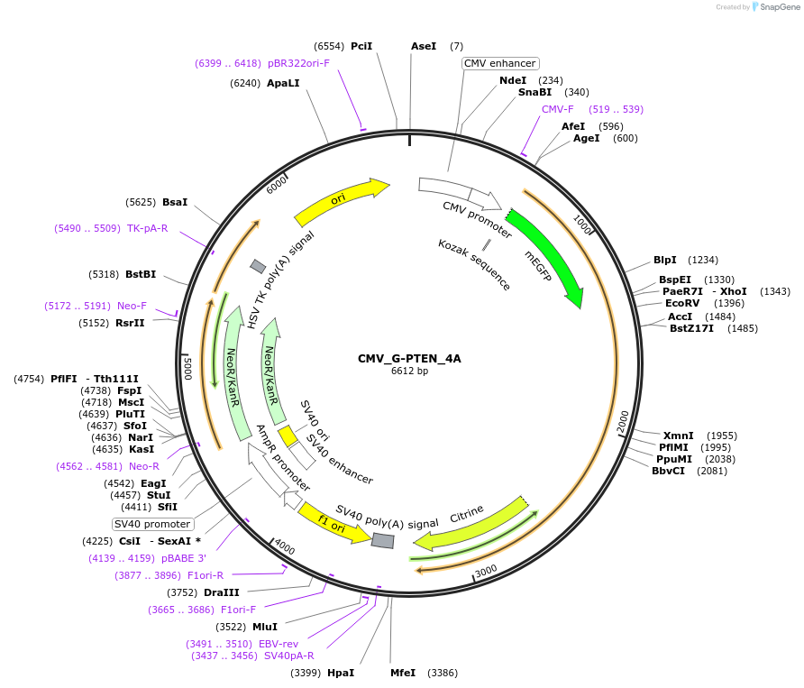 227434-plasmid-map-sequence-id-451270