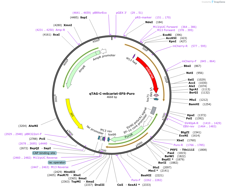 227259-plasmid-map-sequence-id-451271