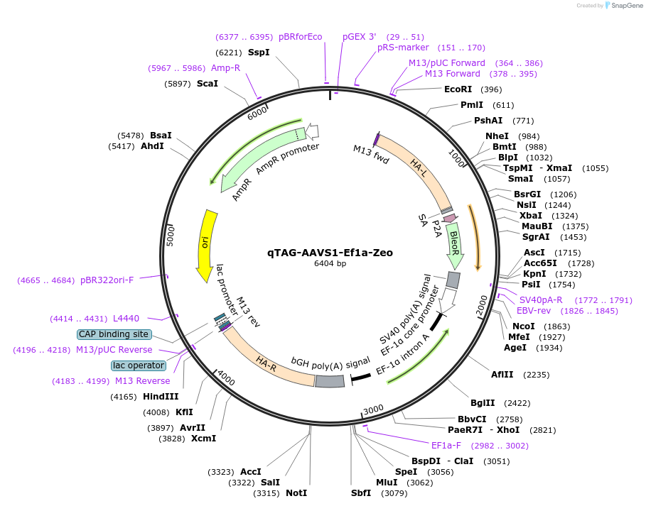 227268-plasmid-map-sequence-id-451274