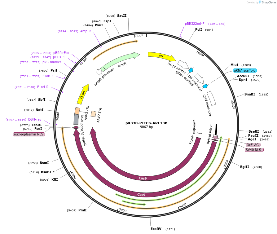 227276-plasmid-map-sequence-id-451276