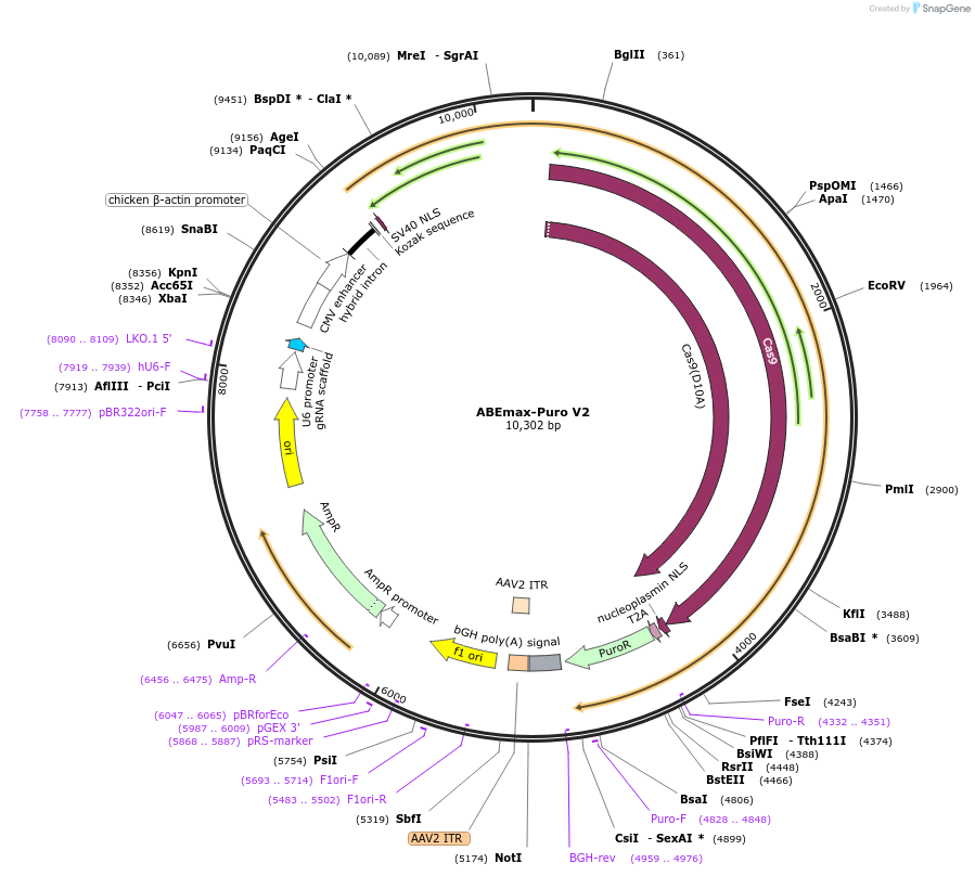 226955-plasmid-map-sequence-id-451281