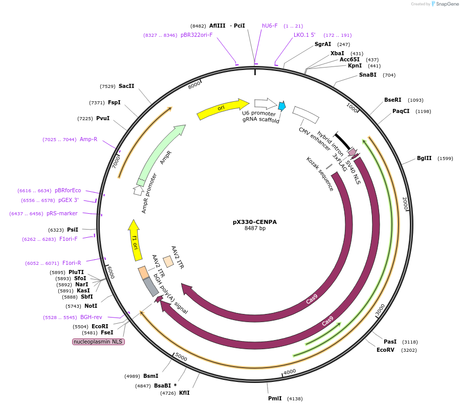 227282-plasmid-map-sequence-id-451296