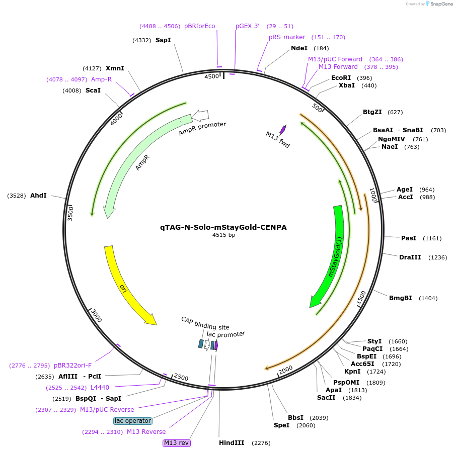 227283-plasmid-map-sequence-id-451297