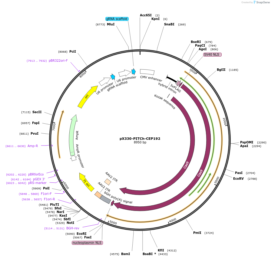 227288-plasmid-map-sequence-id-451299