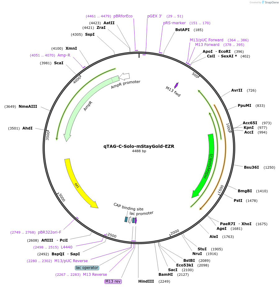 227294-plasmid-map-sequence-id-451303