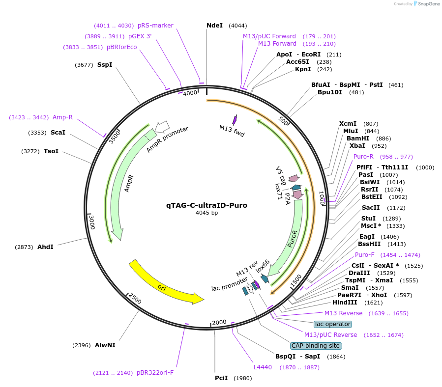 207726-plasmid-map-sequence-id-451310
