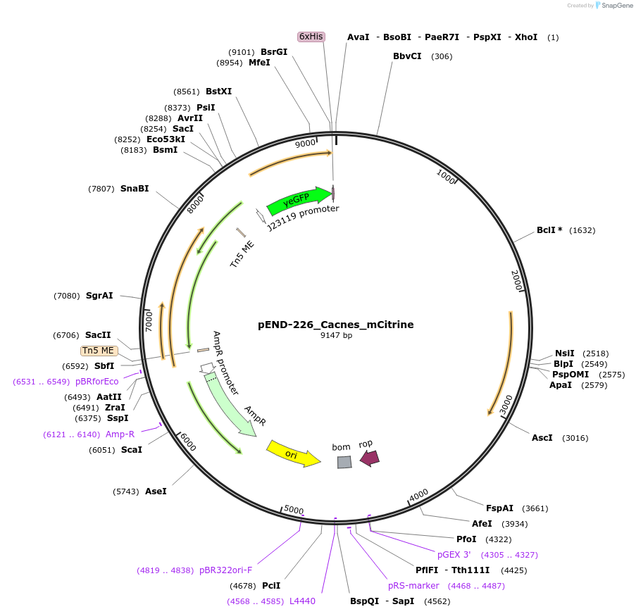 225613-plasmid-map-sequence-id-451363