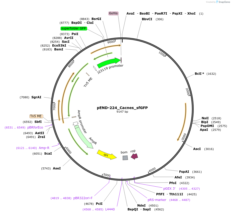 225611-plasmid-map-sequence-id-451364